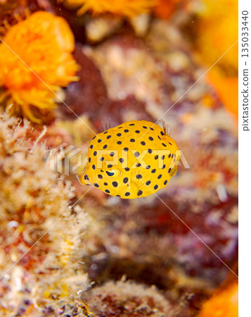 幼年箱魨及其他魚類。日本靜岡縣伊豆半島中城南伊豆町平枝濱海灘 - 2025,日本頂級浮潛地點之一 幼年箱魨及其他魚類。日本靜岡縣伊豆半島中城南伊豆町平枝濱海灘 - 2025,日本頂級浮潛地點之一 135033440