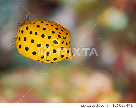 幼年箱魨及其他魚類。日本靜岡縣伊豆半島中城南伊豆町平枝濱海灘 - 2025，日本頂級浮潛地點之一 135033441