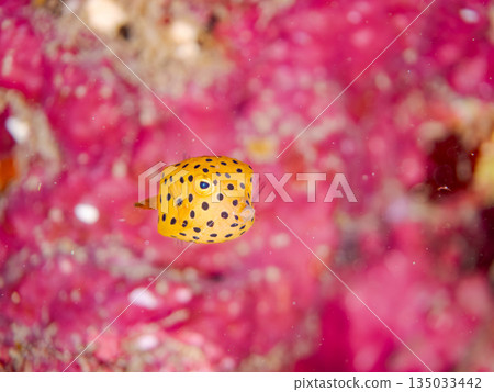 Juvenile boxfish and others. Hirizohama Beach, Minamiizu Town, Nakagi, Izu Peninsula, Shizuoka Prefecture - 2025 One of Japan's leading snorkeling spots 135033442