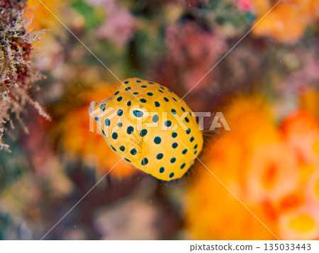 Juvenile boxfish and others. Hirizohama Beach, Minamiizu Town, Nakagi, Izu Peninsula, Shizuoka Prefecture - 2025 One of Japan's leading snorkeling spots 135033443