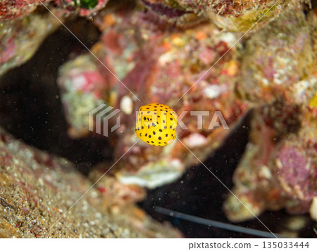 Juvenile boxfish and others. Hirizohama Beach, Minamiizu Town, Nakagi, Izu Peninsula, Shizuoka Prefecture - 2025 One of Japan's leading snorkeling spots 135033444