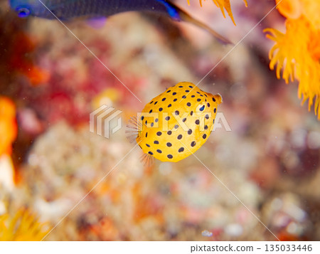 Juvenile boxfish and others. Hirizohama Beach, Minamiizu Town, Nakagi, Izu Peninsula, Shizuoka Prefecture - 2025 One of Japan's leading snorkeling spots 135033446
