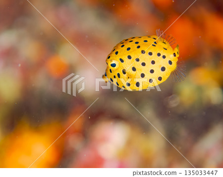 幼年箱魨及其他魚類。日本靜岡縣伊豆半島中城南伊豆町平枝濱海灘 - 2025，日本頂級浮潛地點之一 135033447