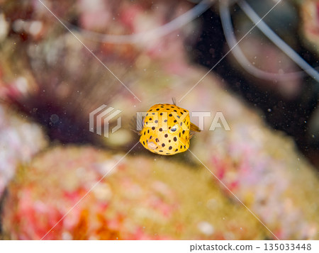 Juvenile boxfish and others. Hirizohama Beach, Minamiizu Town, Nakagi, Izu Peninsula, Shizuoka Prefecture - 2025 One of Japan's leading snorkeling spots 135033448