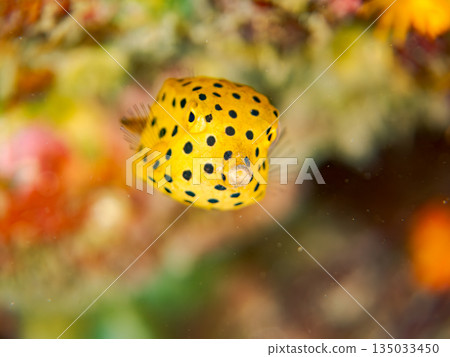 幼年箱魨及其他魚類。日本靜岡縣伊豆半島中城南伊豆町平枝濱海灘 - 2025，日本頂級浮潛地點之一 135033450