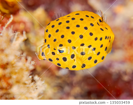 幼年箱魨及其他魚類。日本靜岡縣伊豆半島中城南伊豆町平枝濱海灘 - 2025，日本頂級浮潛地點之一 135033459