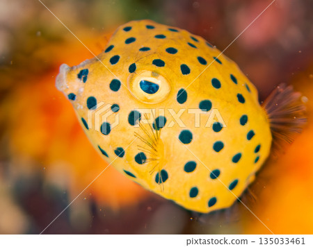 幼年箱魨及其他魚類。日本靜岡縣伊豆半島中城南伊豆町平枝濱海灘 - 2025，日本頂級浮潛地點之一 135033461