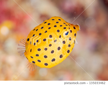 幼年箱魨及其他魚類。日本靜岡縣伊豆半島中城南伊豆町平枝濱海灘 - 2025，日本頂級浮潛地點之一 135033462