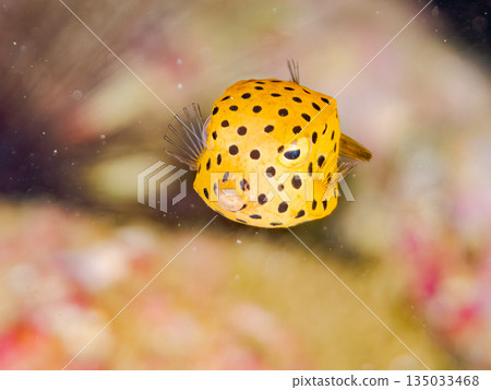 Juvenile boxfish and others. Hirizohama Beach, Minamiizu Town, Nakagi, Izu Peninsula, Shizuoka Prefecture - 2025 One of Japan's leading snorkeling spots 135033468