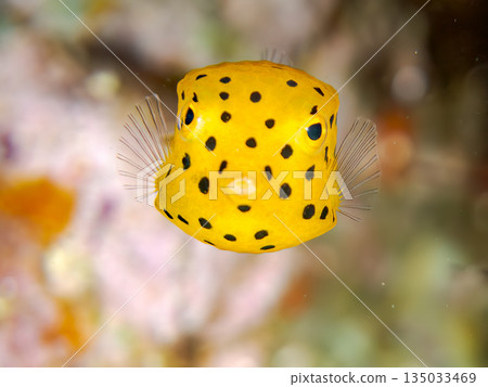 Juvenile boxfish and others. Hirizohama Beach, Minamiizu Town, Nakagi, Izu Peninsula, Shizuoka Prefecture - 2025 One of Japan's leading snorkeling spots 135033469