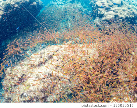 一大群金斑蝎子。日本靜岡縣伊豆半島南伊豆町中木町平枝濱海灘 - 2025 日本最佳浮潛地點之一 135033515