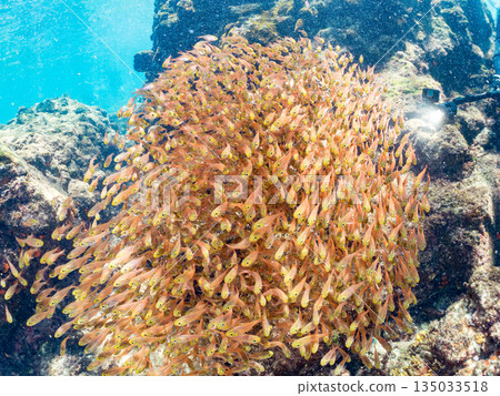 一大群金斑蝎子。日本靜岡縣伊豆半島南伊豆町中木町平枝濱海灘 - 2025 日本最佳浮潛地點之一 135033518