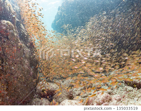 一大群金斑蝎子。日本靜岡縣伊豆半島南伊豆町中木町平枝濱海灘 - 2025 日本最佳浮潛地點之一 135033519