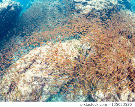 一大群金斑蝎子。日本靜岡縣伊豆半島南伊豆町中木町平枝濱海灘 - 2025 日本最佳浮潛地點之一 一大群金斑蝎子。日本靜岡縣伊豆半島南伊豆町中木町平枝濱海灘 - 2025 日本最佳浮潛地點之一 135033520