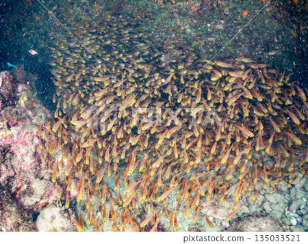 一大群金斑蝎子。日本靜岡縣伊豆半島南伊豆町中木町平枝濱海灘 - 2025 日本最佳浮潛地點之一 135033521