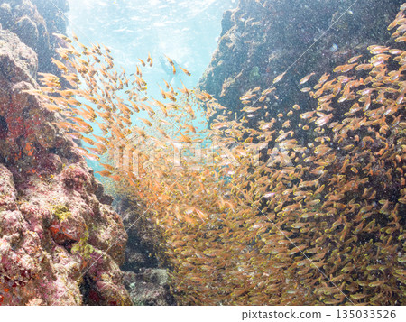 一大群金斑蝎子。日本靜岡縣伊豆半島南伊豆町中木町平枝濱海灘 - 2025 日本最佳浮潛地點之一 135033526