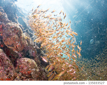 一大群金斑蝎子。日本靜岡縣伊豆半島南伊豆町中木町平枝濱海灘 - 2025 日本最佳浮潛地點之一 135033527