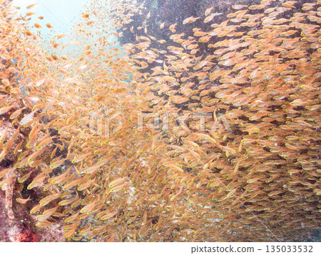 一大群金斑蝎子。日本靜岡縣伊豆半島南伊豆町中木町平枝濱海灘 - 2025 日本最佳浮潛地點之一 135033532