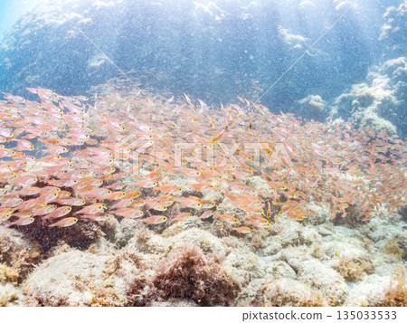 一大群金斑蝎子。日本靜岡縣伊豆半島南伊豆町中木町平枝濱海灘 - 2025 日本最佳浮潛地點之一 135033533