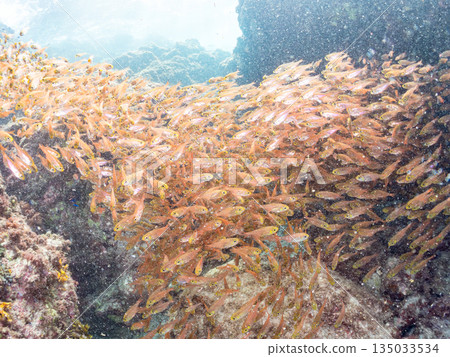 一大群金斑蝎子。日本靜岡縣伊豆半島南伊豆町中木町平枝濱海灘 - 2025 日本最佳浮潛地點之一 135033534