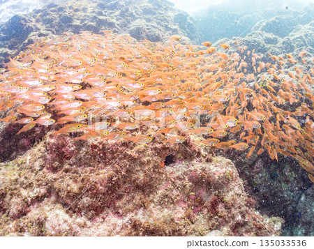 一大群金斑蝎子。日本靜岡縣伊豆半島南伊豆町中木町平枝濱海灘 - 2025 日本最佳浮潛地點之一 135033536