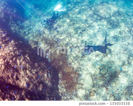 一大群金斑蝎子。日本靜岡縣伊豆半島南伊豆町中木町平枝濱海灘 - 2025 日本最佳浮潛地點之一 135033538