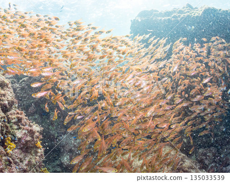 一大群金斑蝎子。日本靜岡縣伊豆半島南伊豆町中木町平枝濱海灘 - 2025 日本最佳浮潛地點之一 135033539