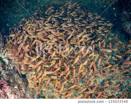 一大群金斑蝎子。日本靜岡縣伊豆半島南伊豆町中木町平枝濱海灘 - 2025 日本最佳浮潛地點之一 135033540