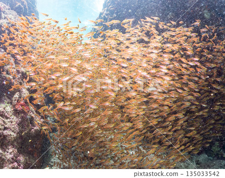 一大群金斑蝎子。日本靜岡縣伊豆半島南伊豆町中木町平枝濱海灘 - 2025 日本最佳浮潛地點之一 135033542