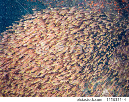 A large school of golden-spotted scorpions. Hirizohama Beach, Nakagi, Minamiizu Town, Izu Peninsula, Shizuoka Prefecture - 2025 One of Japan's best snorkeling spots 135033544