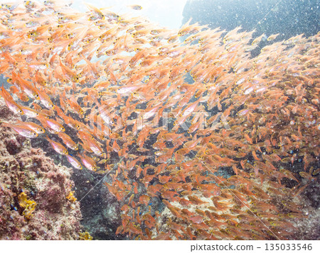 一大群金斑蝎子。日本靜岡縣伊豆半島南伊豆町中木町平枝濱海灘 - 2025 日本最佳浮潛地點之一 135033546