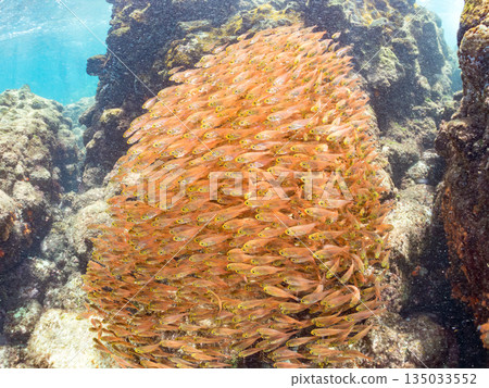 A large school of golden-spotted scorpions. Hirizohama Beach, Nakagi, Minamiizu Town, Izu Peninsula, Shizuoka Prefecture - 2025 One of Japan's best snorkeling spots 135033552