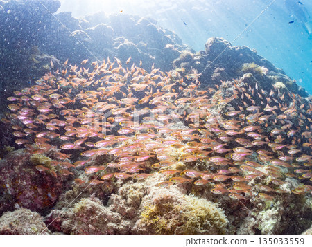 一大群金斑蝎子。日本靜岡縣伊豆半島南伊豆町中木町平枝濱海灘 - 2025 日本最佳浮潛地點之一 135033559