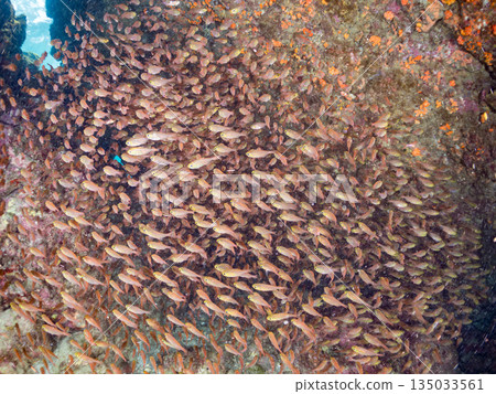 一大群金斑蝎子。日本靜岡縣伊豆半島南伊豆町中木町平枝濱海灘 - 2025 日本最佳浮潛地點之一 一大群金斑蝎子。日本靜岡縣伊豆半島南伊豆町中木町平枝濱海灘 - 2025 日本最佳浮潛地點之一 135033561