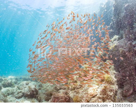 一大群金斑蝎子。日本靜岡縣伊豆半島南伊豆町中木町平枝濱海灘 - 2025 日本最佳浮潛地點之一 135033563