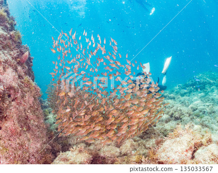 一大群金斑蝎子。日本靜岡縣伊豆半島南伊豆町中木町平枝濱海灘 - 2025 日本最佳浮潛地點之一 135033567