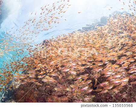 一大群金斑蝎子。日本靜岡縣伊豆半島南伊豆町中木町平枝濱海灘 - 2025 日本最佳浮潛地點之一 135033568
