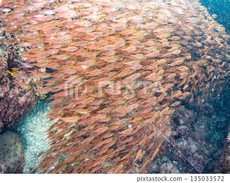 一大群金斑蝎子。日本靜岡縣伊豆半島南伊豆町中木町平枝濱海灘 - 2025 日本最佳浮潛地點之一 135033572