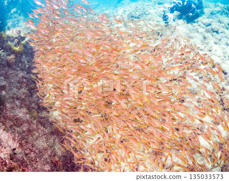 一大群金斑蝎子。日本靜岡縣伊豆半島南伊豆町中木町平枝濱海灘 - 2025 日本最佳浮潛地點之一 135033573