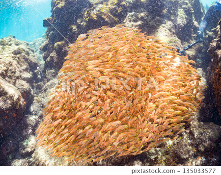 一大群金斑蝎子。日本靜岡縣伊豆半島南伊豆町中木町平枝濱海灘 - 2025 日本最佳浮潛地點之一 一大群金斑蝎子。日本靜岡縣伊豆半島南伊豆町中木町平枝濱海灘 - 2025 日本最佳浮潛地點之一 135033577