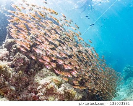 一大群金斑蝎子。日本靜岡縣伊豆半島南伊豆町中木町平枝濱海灘 - 2025 日本最佳浮潛地點之一 135033581