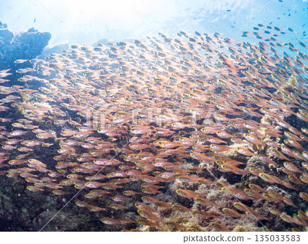 一大群金斑蝎子。日本靜岡縣伊豆半島南伊豆町中木町平枝濱海灘 - 2025 日本最佳浮潛地點之一 一大群金斑蝎子。日本靜岡縣伊豆半島南伊豆町中木町平枝濱海灘 - 2025 日本最佳浮潛地點之一 135033583