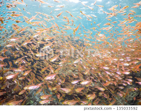 一大群金斑蝎子。日本靜岡縣伊豆半島南伊豆町中木町平枝濱海灘 - 2025 日本最佳浮潛地點之一 135033592