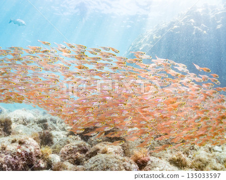 一大群金斑蝎子。日本靜岡縣伊豆半島南伊豆町中木町平枝濱海灘 - 2025 日本最佳浮潛地點之一 135033597