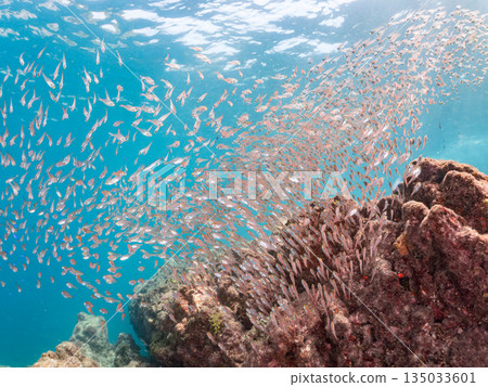 一大群金斑蝎子。日本靜岡縣伊豆半島南伊豆町中木町平枝濱海灘 - 2025 日本最佳浮潛地點之一 一大群金斑蝎子。日本靜岡縣伊豆半島南伊豆町中木町平枝濱海灘 - 2025 日本最佳浮潛地點之一 135033601