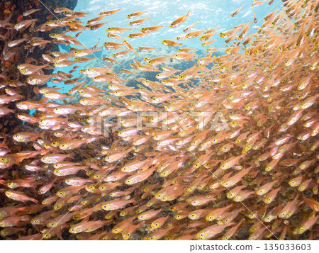 一大群金斑蝎子。日本靜岡縣伊豆半島南伊豆町中木町平枝濱海灘 - 2025 日本最佳浮潛地點之一 135033603