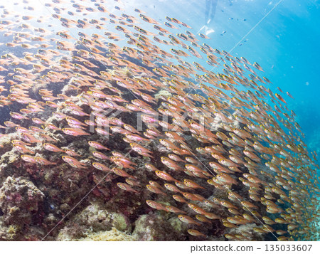 一大群金斑蝎子。日本靜岡縣伊豆半島南伊豆町中木町平枝濱海灘 - 2025 日本最佳浮潛地點之一 135033607