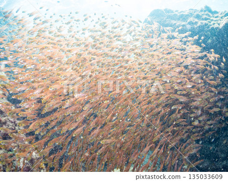 A large school of golden-spotted scorpions. Hirizohama Beach, Nakagi, Minamiizu Town, Izu Peninsula, Shizuoka Prefecture - 2025 One of Japan's best snorkeling spots 135033609