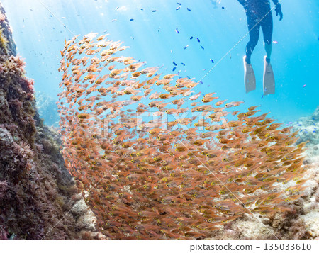 A large school of golden-spotted scorpions. Hirizohama Beach, Nakagi, Minamiizu Town, Izu Peninsula, Shizuoka Prefecture - 2025 One of Japan's best snorkeling spots A large school of golden-spotted scorpions. Hirizohama Beach, Nakagi, Minamiizu Town, Izu Peninsula, Shizuoka Prefecture - 2025 One of Japan's best snorkeling spots 135033610