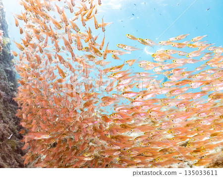 A large school of golden-spotted scorpions. Hirizohama Beach, Nakagi, Minamiizu Town, Izu Peninsula, Shizuoka Prefecture - 2025 One of Japan's best snorkeling spots 135033611